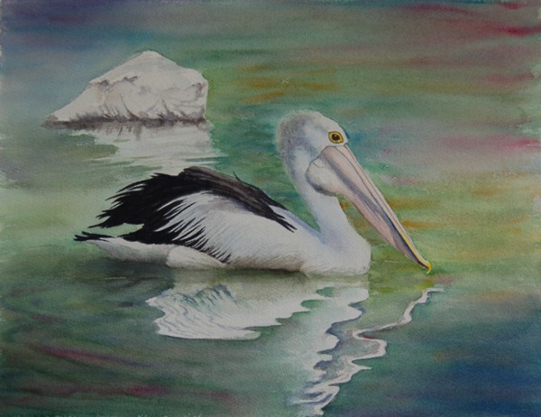 Pelican