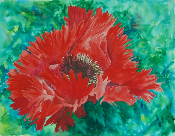 Red Poppy